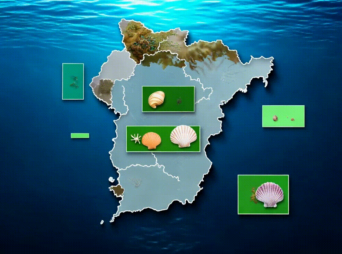 Potencial Desarrollo AMERB